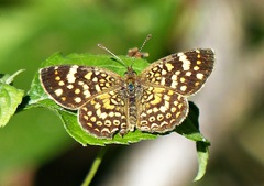 Phystis simois variegata