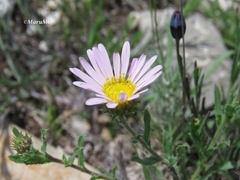 Xanthisma gymnocephalum