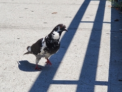 Columba livia domestica