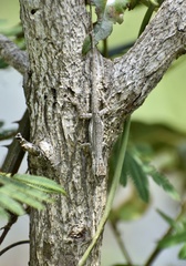 Anolis litoralis