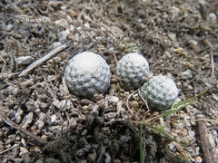 Mammillaria albiflora
