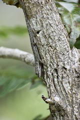 Anolis litoralis