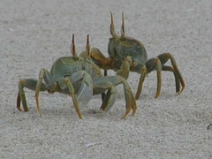 Ocypode ceratophthalmus