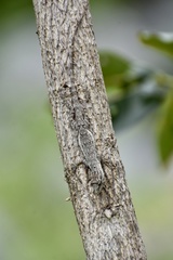 Anolis litoralis