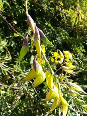 Crotalaria agatiflora