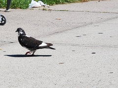 Columba livia domestica