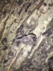 Pentatomidae