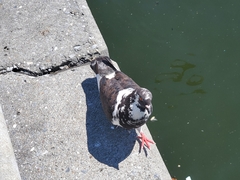 Columba livia domestica