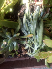 Curio talinoides mandraliscae