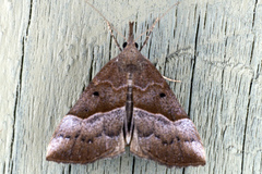 Hypena eductalis