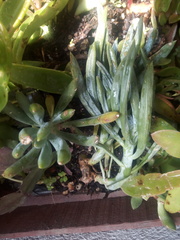 Curio talinoides mandraliscae