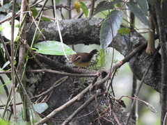 Troglodytes solstitialis