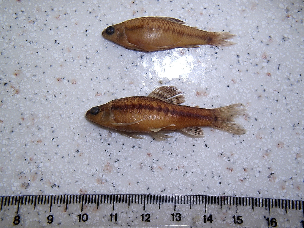 Neotropical Darter