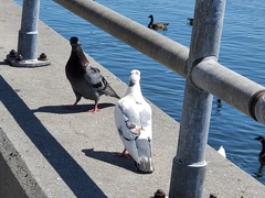 Columba livia domestica