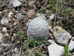 Mammillaria albiflora
