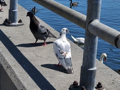 Columba livia domestica