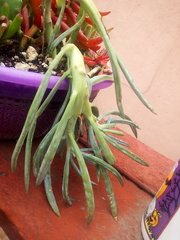 Curio talinoides mandraliscae