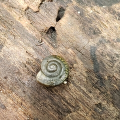 Patera perigrapta