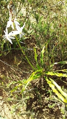 Chlorophytum graminifolium