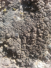 Fuscopannaria praetermissa