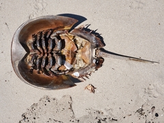 Limulus polyphemus