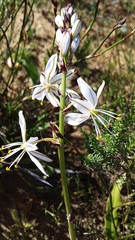 Chlorophytum graminifolium