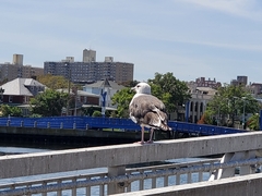 Larus marinus