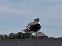 Larus marinus