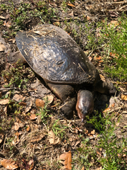 Apalone ferox