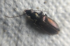 Platynini