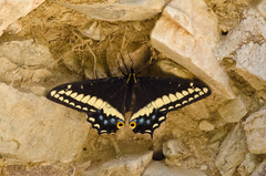 Papilio indra
