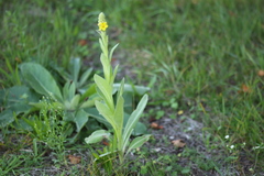 Verbascum thapsus crassifolium
