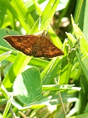 Pyrausta rubricalis
