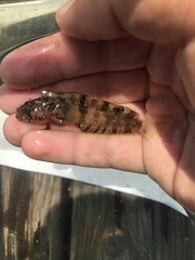 Paraclinus integripinnis