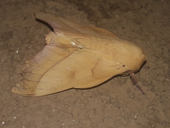 Adeloneivaia