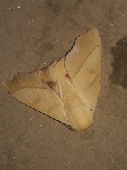 Adeloneivaia