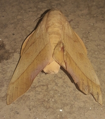 Adeloneivaia