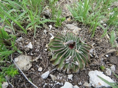 Echinofossulocactus phyllacanthus