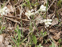 Antennaria neglecta