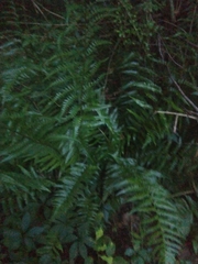 Dryopteris ludoviciana