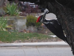 Dryocopus pileatus