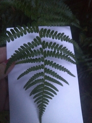 Dryopteris ludoviciana