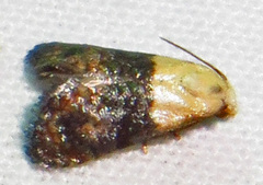 Eugnosta erigeronana