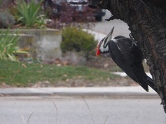 Dryocopus pileatus