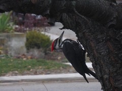 Dryocopus pileatus