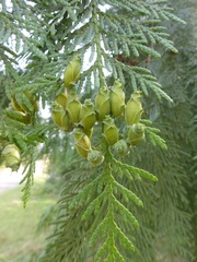 Thuja plicata
