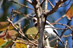 Batis molitor molitor