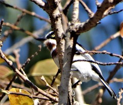 Batis molitor molitor