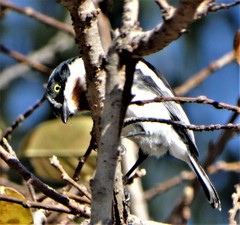 Batis molitor molitor