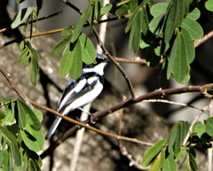 Batis molitor molitor